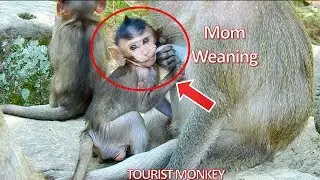 O.M.G Pity little baby Dustin so much, Diamond weaning baby Dustin, Dustin so hungry now