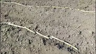 शेतामध्ये ऊस लावायचा 