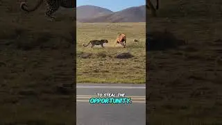 Leopard Dares to Steal Food, But the Hyenas Fight Back! #WildNature #IntenseBattle #WildLife