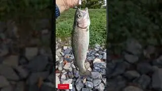 One of my Favorite Trout Spinners!