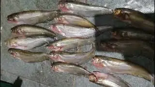 Cara mancing ikan sultan pasti dapat#fypシ゚viral  tehnik jitu mancing lais#tutorial #viralvideo