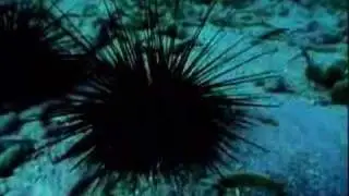A Night in the Coral Reef