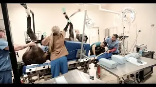 Horse wakes up during surgery