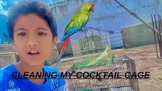 Cleaning my cocktail bird cage🦜🐦My first vlog