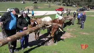 Pingada del Mayo en Covaleda