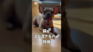 【9割が知らない】　チワワのブリンドルの雑学5選 #雑学#チワワ #犬#shorts #かわいい #感動 #ユニーク