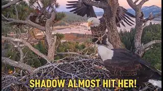 Passion, Perfection, and Progress &mdash; Inside the Making of an Eagle Nest