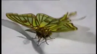 Veda abierta   Graellsia, Mariposa del a&ntilde;o 2016