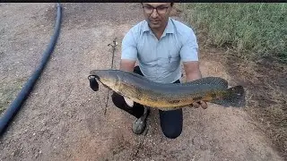#maralfish #fishing #fish #snakehead #angler ##fishinglife #monster 