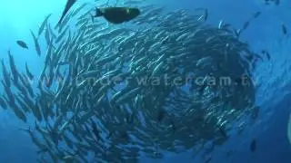 Big eye jack fish circling, backlight shot: stock footage circ005