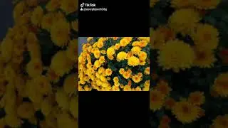 V&iacute;deos do Canal na Playlist! 💝