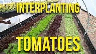 HOW TO: Interplant Tomatoes