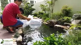 ✅KOI.63-BỂ CÁ KOI NHỎ Ở  VINHOMES THĂNG LONG - *HỒ CÁ KOI MINI*/Hồ cá Koi TungLam Garden