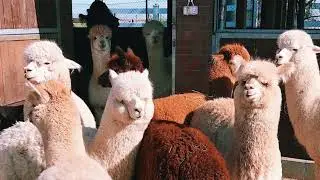 Alpaca Sound Effect - Noice of alpaca
