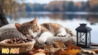 12 Hours Of Anxiety Relief Music for Cats 🐾 Deep Healing & Calm Sleep 🌙 No Ads