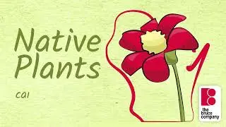 Why Native Plants Matter | The Bruce Company Garden Center