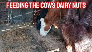 INCREASING DAILY MILK OUTPUTS IN OUR SUCKLER COWS
