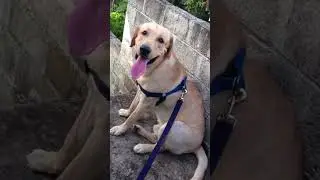 Lovely Boy Leo