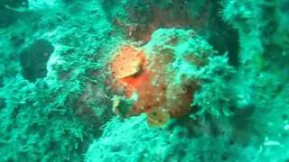 Antennarius commerson