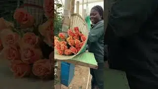 Behind the Scenes at the Farm