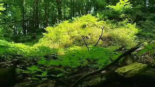 Odgłosy naturalnego polskiego lasu. 100% natural polish/central european forest sound.  Relaxing  .
