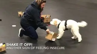Fearful Dog Body Language - Confidence Building Class