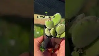 What is a bear&rsquo;s paw succulent plant? How to grow bears paw? #bearspaw #succulent #plants #garden