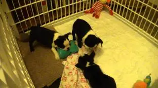 Mych's Boston Terriers: Ace, Addy and Lucia getting older (6 weeks)