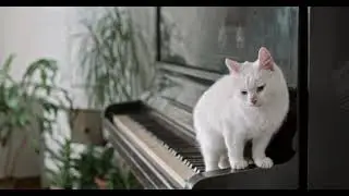 A Woman Walking Over The Piano Keyboard #cat #WowClips #shorts