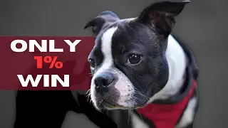 Dog Quiz: Only 1% Get All These Questions Right!