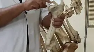 Humerus of Ox / Bovine ( Dr. S. B. Banubakode )