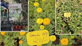 Saini plant home new detail plant /Saini plant home in Connaught place Delhi nearby Shivaji stadium