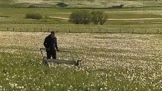 Découvrez la récolte des précieuses narcisses en Lozère