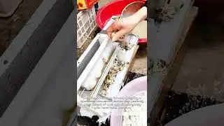 Egg-cellent Efficiency: The Quail Egg Peeling Machine