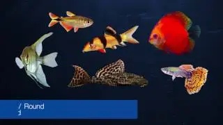 Tetra&reg; Brand &mdash; Introduction to Tropical Fish