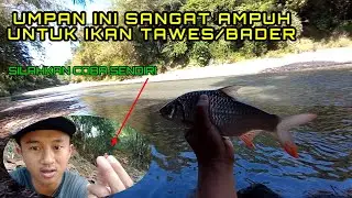 UMPAN JITU IKAN TAWES/BADER ARUS DERAS || DI JAMIN TOPCER