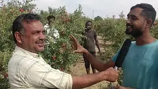 B.etch की पढ़ाई की, Pakge भी मिला, नौकरी छोड़ Barmer में अनार का Bag लगाया, अब करोड़ों की Incom