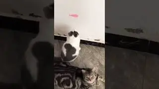 Laser Light for My Cat | #shorts #dog #cat #pets 😊😊😊😊