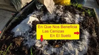 ¿ ES BUENO EL APORTE DE CENIZAS EN EL HUERTO ?