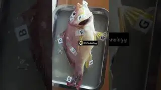 #fish#biosystem technology #practical&#spot#rstechnology#shortsvideo#shorts#The body part ofthe fish