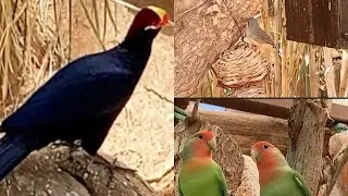 Monkey park part -2 || Amazing Birds and Reptiles | Spain ||Tenerife  Holiday Vlog 3