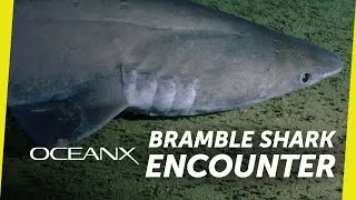 Rare Deep Sea Shark Checks Out Our Submersible
