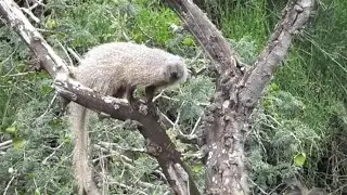 סיור אביב בסוואנה גן לאומי אשקלון  Tour at  Savanna Ashkelon National Park.