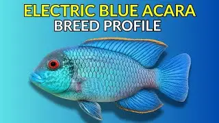 Electric Blue Acara Care Guide | Tank Setup  Feeding  Breeding & Lifespan