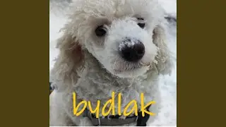 Bydlak