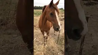 Wild horses let themselves be caressed! Cavalli si lasciano accarezzare! #nature #travel #wildlife