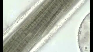 Blue-green alga Microcoleus at two-times speed