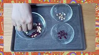 Sorting | Sorting Beans | Sensorial | Montessori Activity | Greenhouse Montessori | KB Playgroup