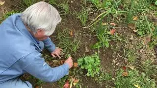 ねぎの草取り　