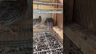 Quail laying an egg #quail #egg